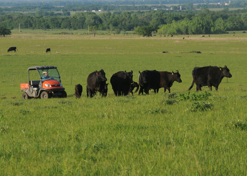 utv, utility vehicle, cattle sb downey_ranch_370h_sb.jpg