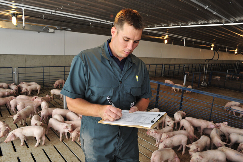 Veterinarian Checking on Young Pigs