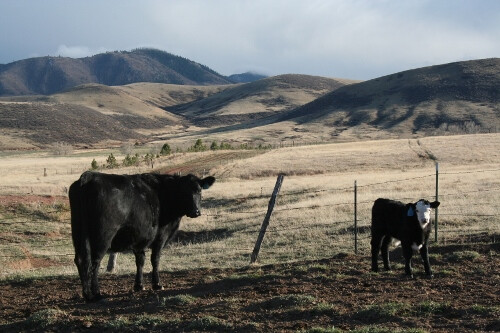Cow and Calf Calves and AVC-Spring-15 011 (500x333)