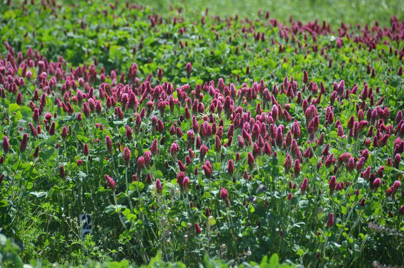 Cover Crop