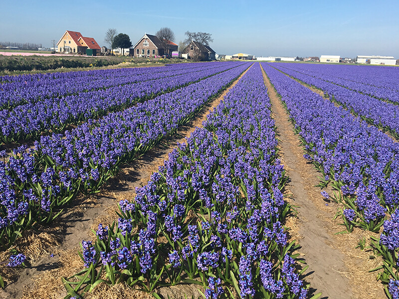 Netherlands Flower Farm