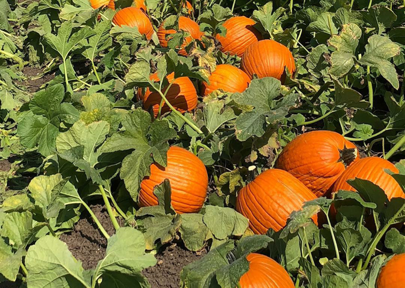 Van-Groningen-pumpkins-Aug-22-18