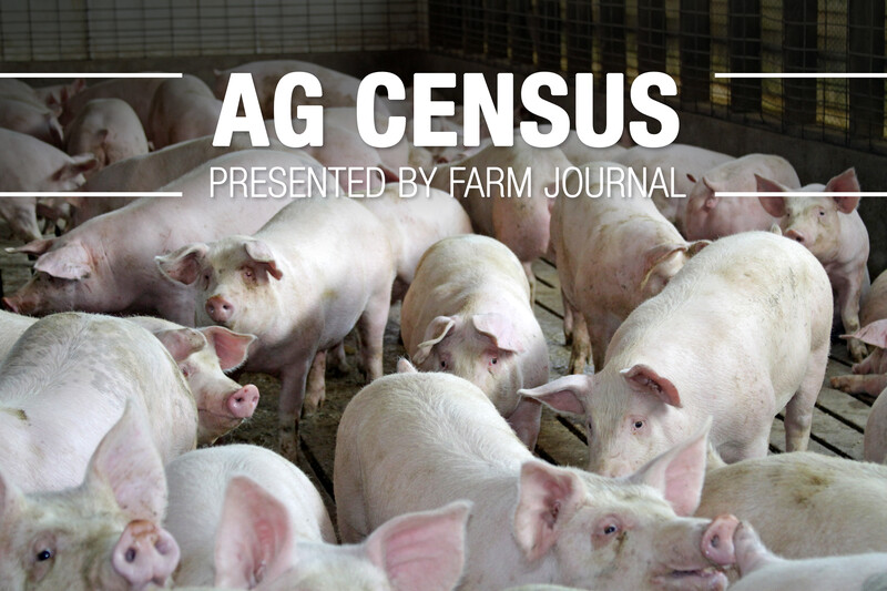 Ag Census Pigs