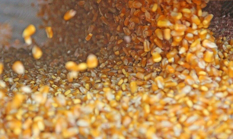 corn kernels Chris Bennett