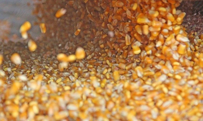 corn kernels Chris Bennett