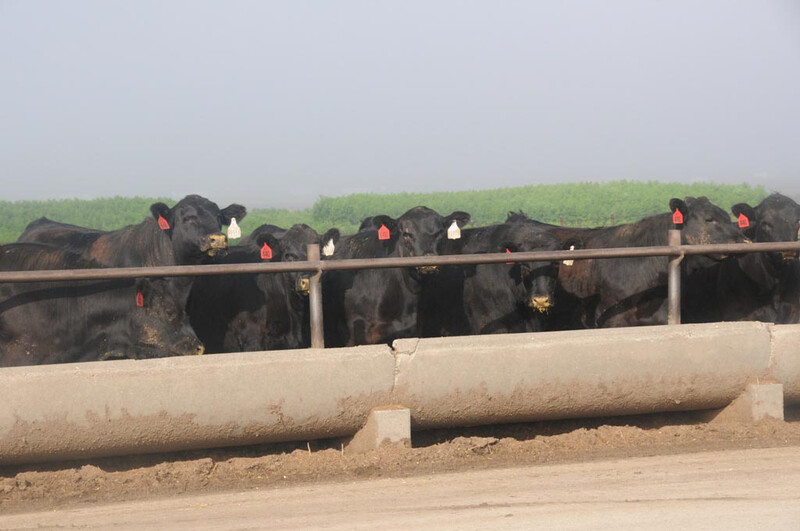 CAB Angus feeder feeding cattle Tiffany Kansas