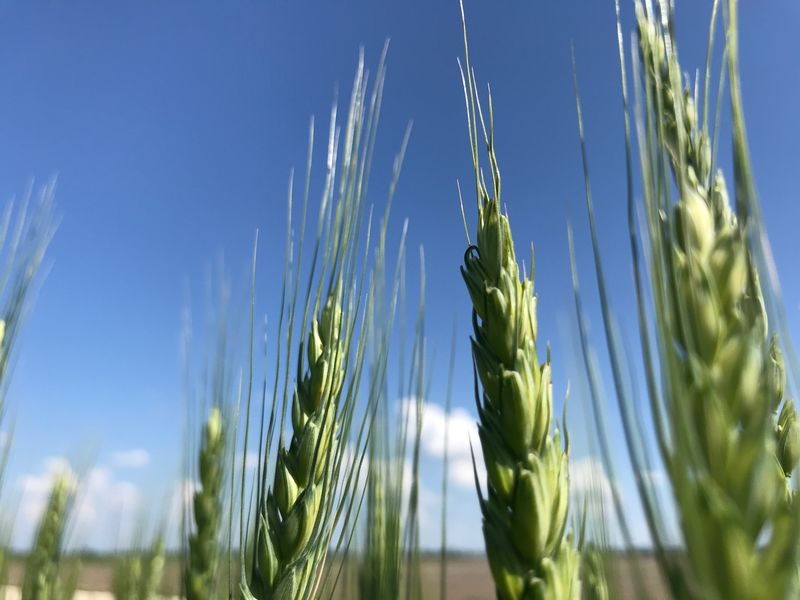 Winter wheat heads. Winter Wheat