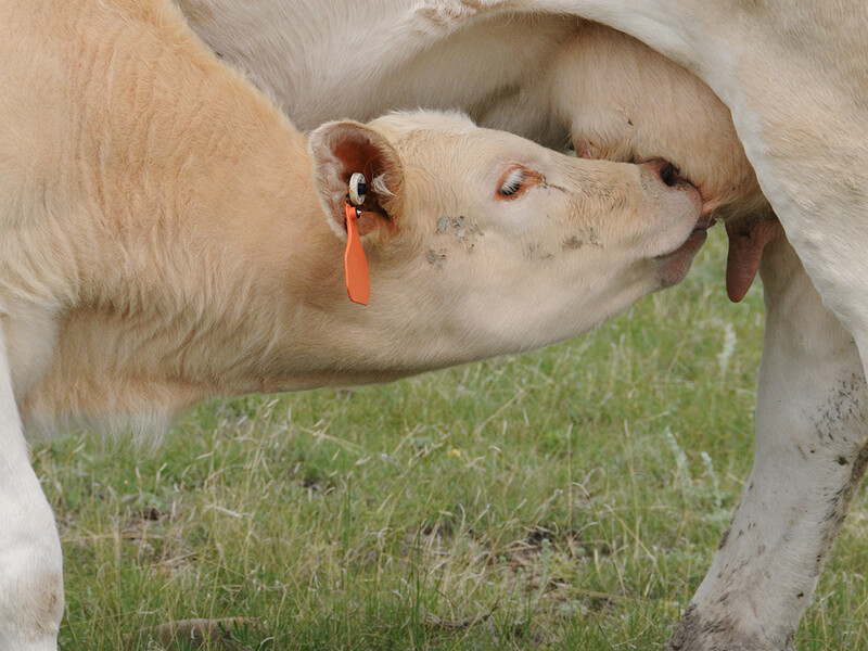 nursing calf Charolais Charolais calf nursing SB