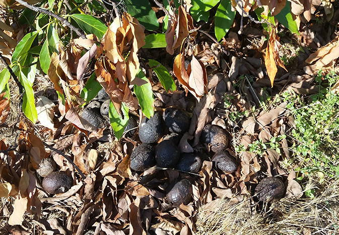 avocado-drop_WEB