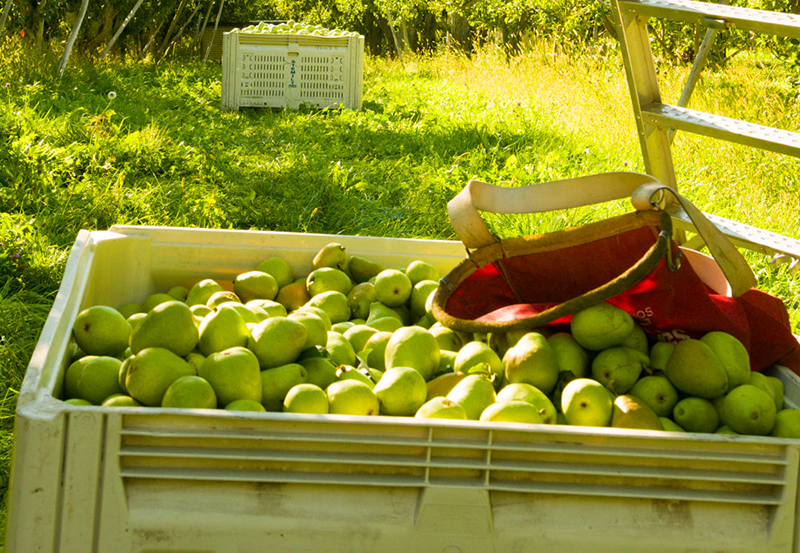 Stemilt-pears-harvest-bin