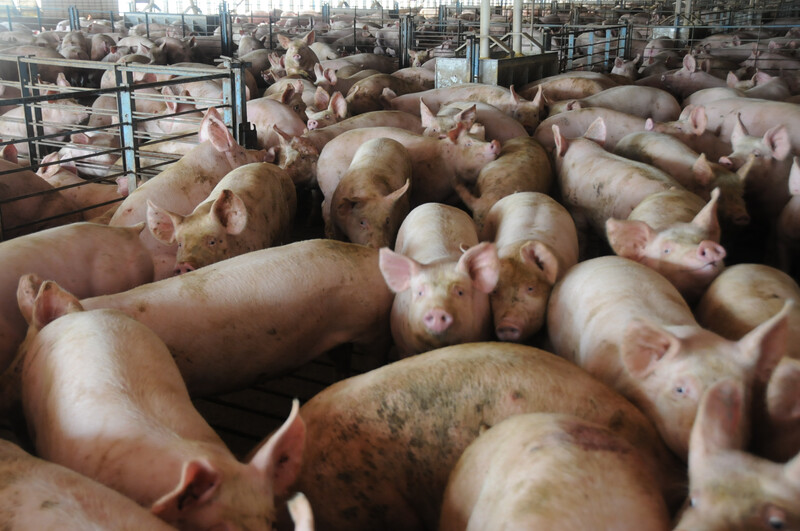 Hogs in pins hogs_pigs (63)