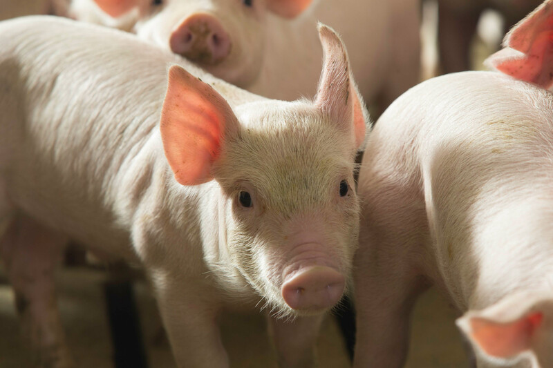 Feeder Pig, Close up (2)