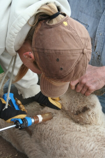 Vaccination Rabbit Creek 2012 136 (360x540)