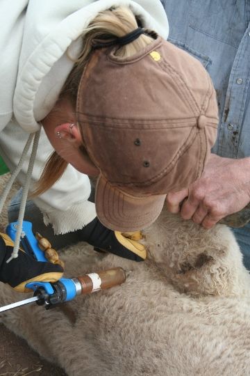 Vaccination Rabbit Creek 2012 136 (360x540)
