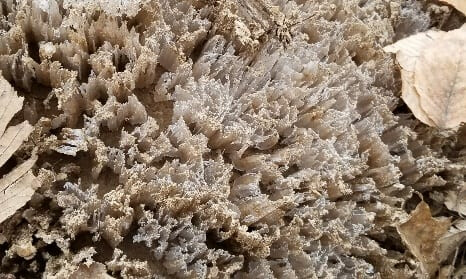 frost soil