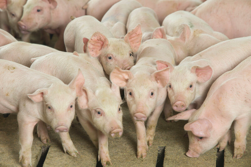 Young Pigs