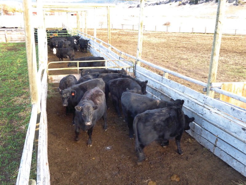 These cattle are being stored in segments of the alleyway waiting their turn to go up to the processing area for preg testing. Note the generous space they are given to help keep them relaxed and in a normal frame of mind. In this regard, wider alleyways are better (i.e., 14'-16') instead of 12' pictured here. Hibbard_ moving cattle down alley _1.jpg