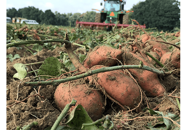 Sweet Potato Harvesting 2