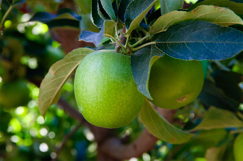California-granny-smith