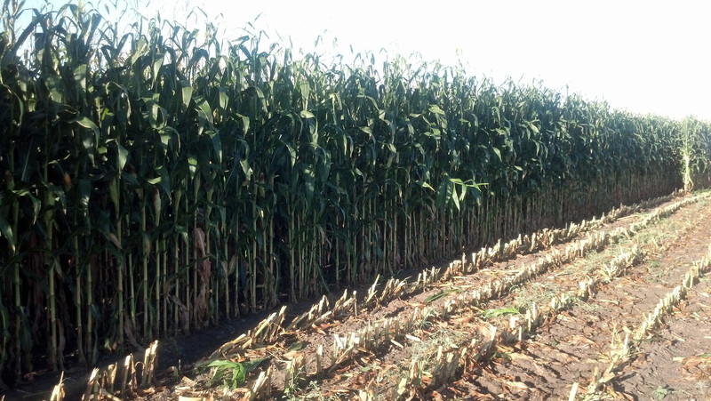 NDSU Corn Silage Chopping