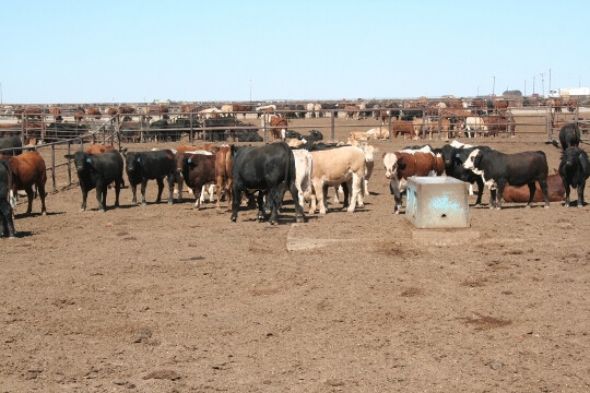 Feedlot cattle Oct.11 113 (540x360)