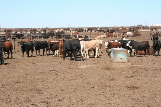 Feedlot cattle Oct.11 113 (540x360)