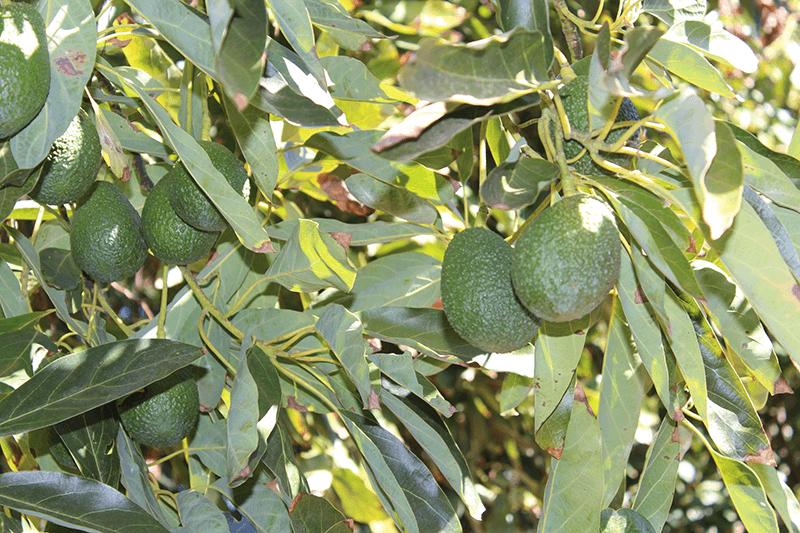 Cal_avocados2018_burf080