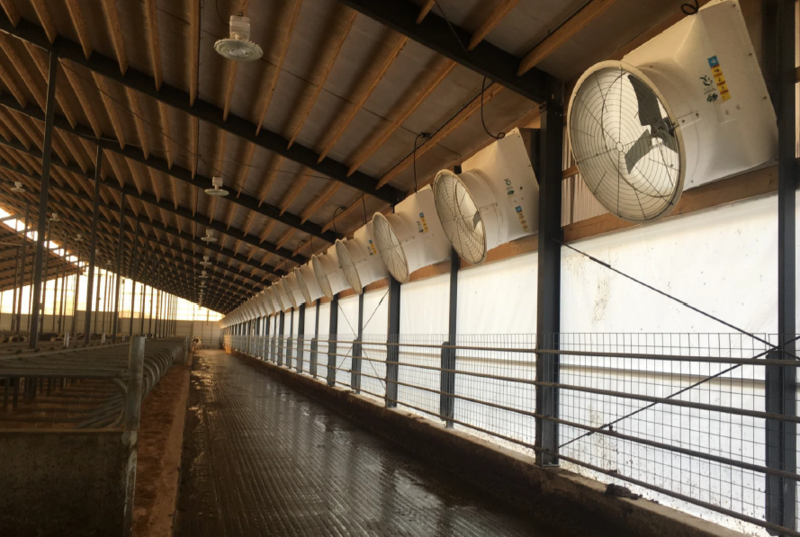 Hybrid Dairy Barn