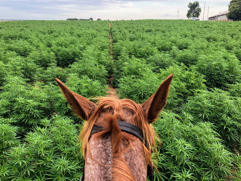 Cannabis_field_horse