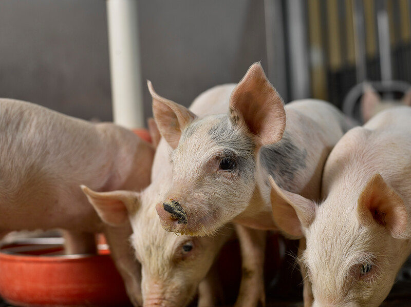 Young Pig