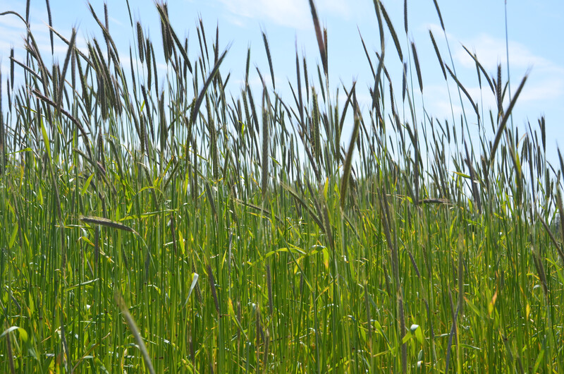 Cover Crop