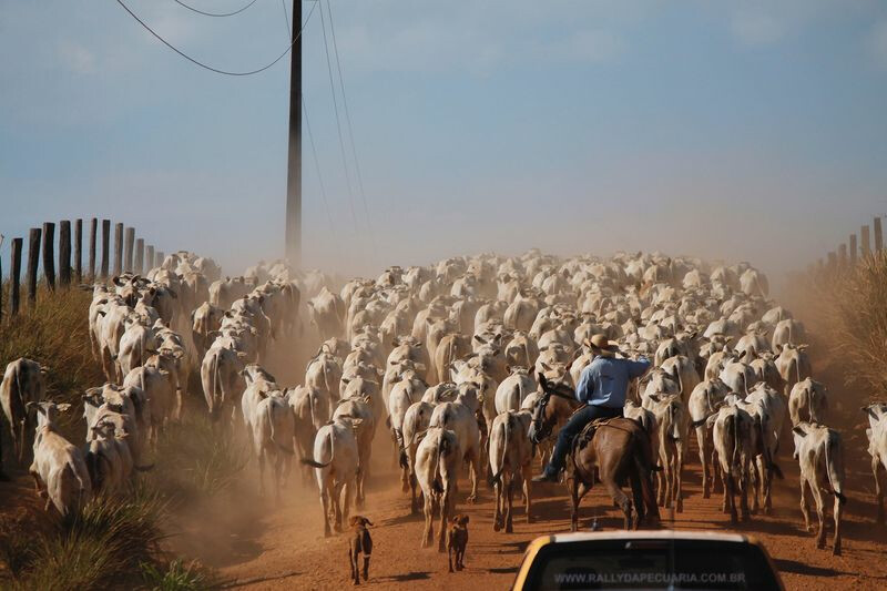 Bloomberg Brazil Cowboy Moving Cattle