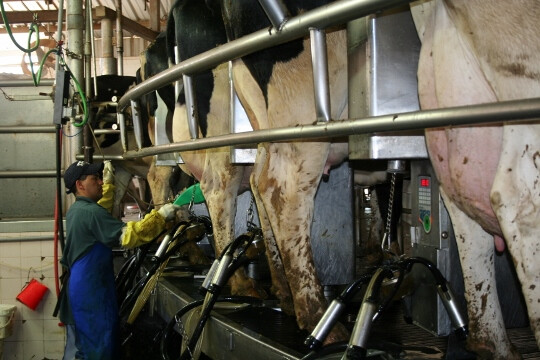 Milking IMG_1592 (540x360)