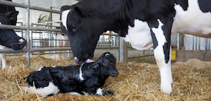 Dairy Cow and Calf-BI Dairy cow and calf-BI