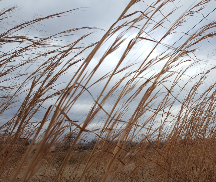 Broomsedge