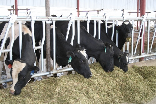 Dairy Cows 5-07-AuroraColorado 021 (500x333)
