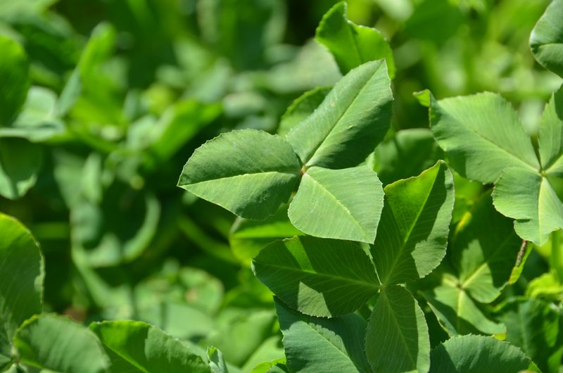 Cover Crop