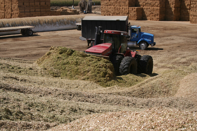 Corn silage harvest and packing on a dairy farm in California. Corn Silage Harvest 162