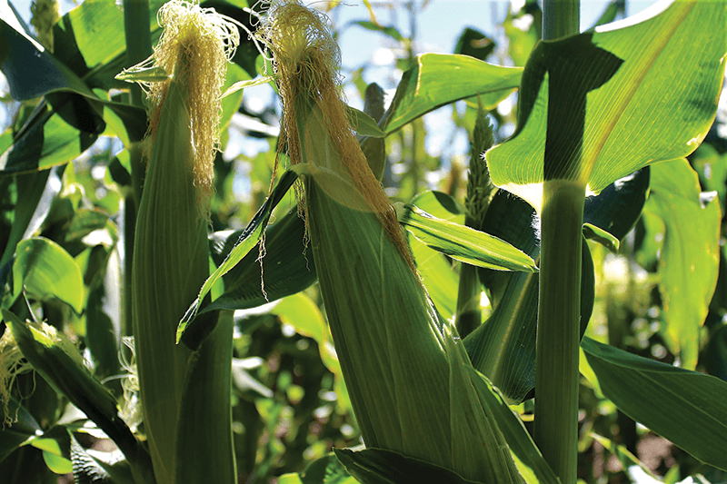 Sweet-corn-closeup