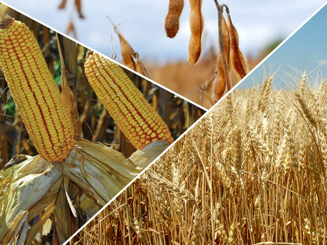 Allendale-Acreage-Survey-Corn-Is-King Allendale-Acreage-Survey-Corn-Is-King