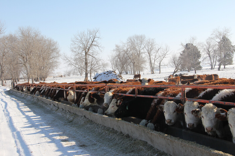 NDSU Hereford Cows Snow Feed Bunk