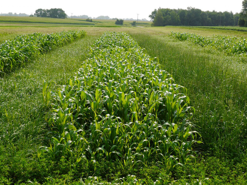 Ryegrass Ryegrass