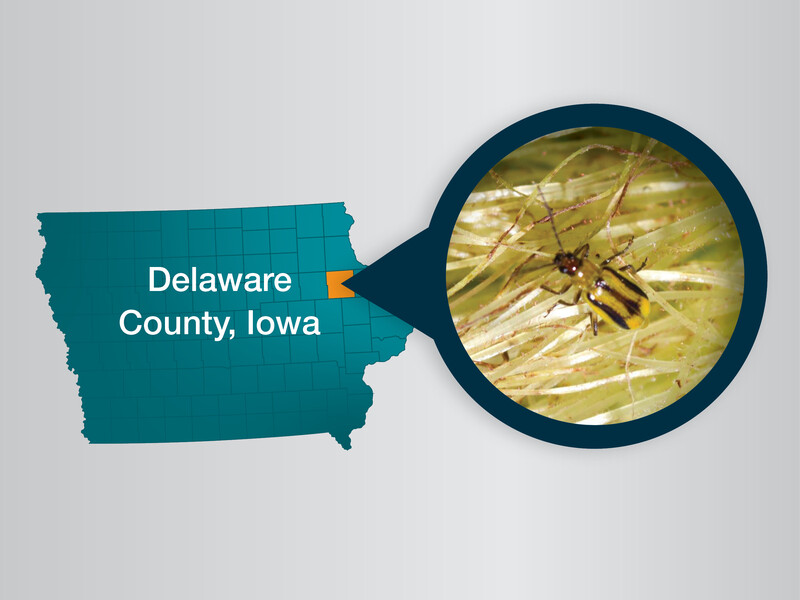 Corn Rootworm Trait Failure Corn Rootworm Trait Failure