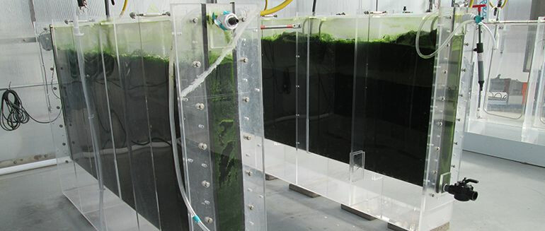 Algae culture algae-Zivo