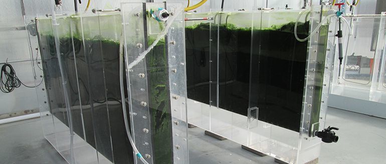 Algae culture algae-Zivo