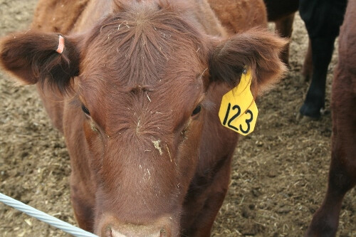 Ear tags ear tags (500x333)