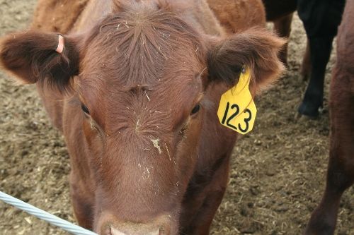 Ear tags ear tags (500x333)