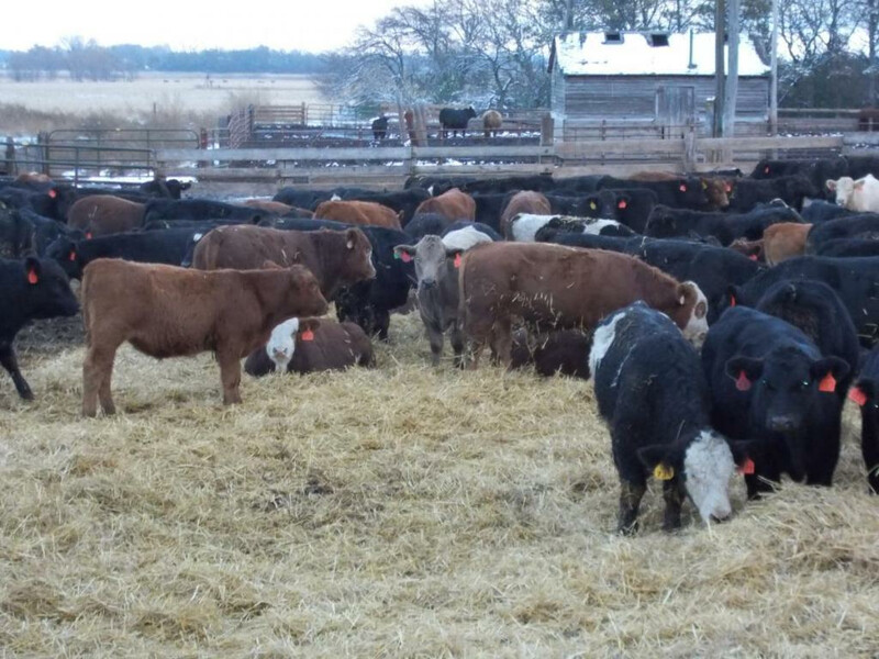 SDSU Cattle Bedding Winter Mud Pen
