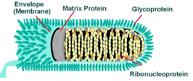 Rabies Virus Rabies virus