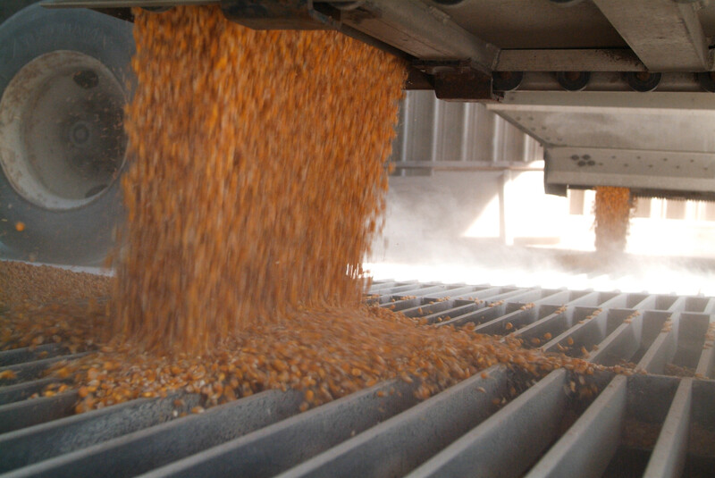 Dumping corn from grain truck. Beardstown, IL Corn Grain 4